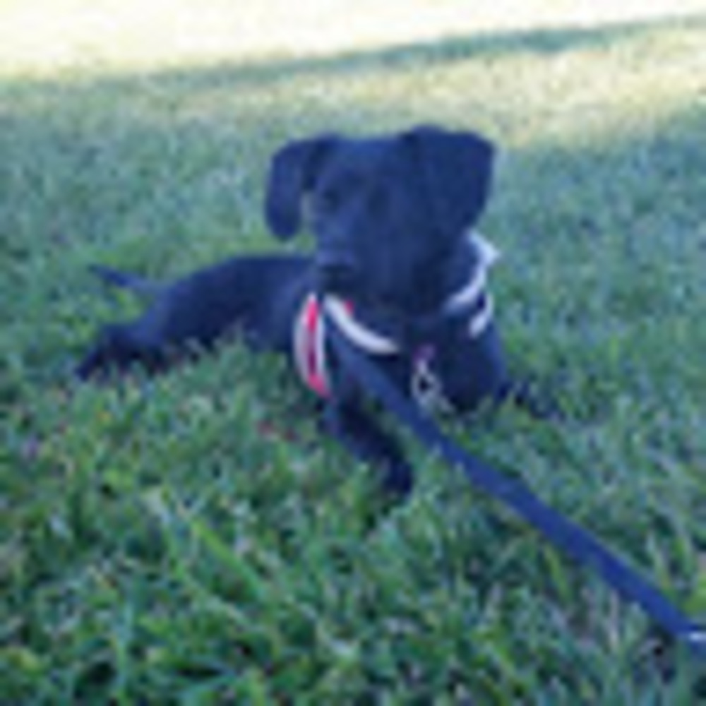 Meet your Posher, Gwendolyn